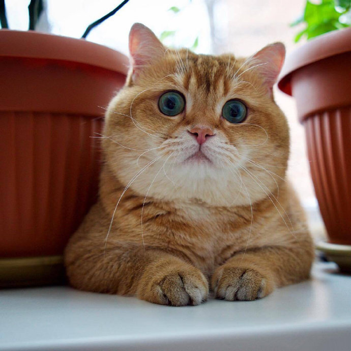 美容 猫咪过于肥胖会有哪些危害？如何帮助猫咪减肥？