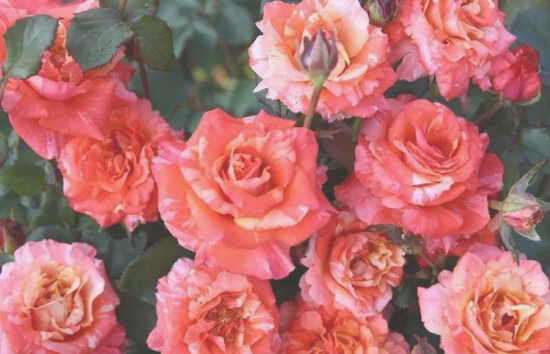 生肖|“不适合减肥”的三大生肖女,胖等于有福,瘦下来反而影响财运