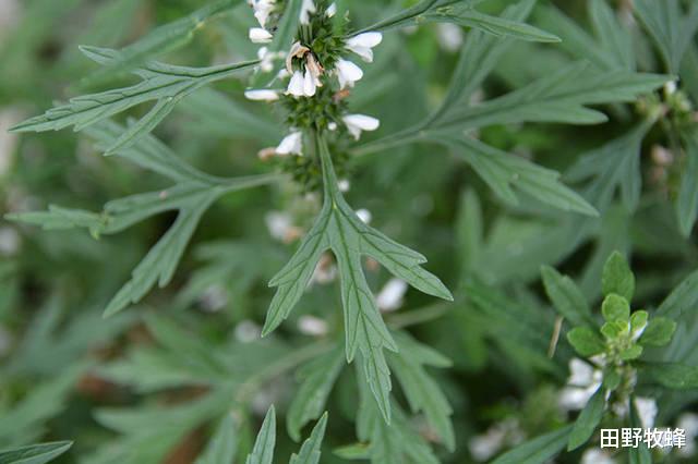 田野牧蜂|益母草蜂蜜孕妇能喝吗? 孕妇喝什么蜂蜜比较好?
