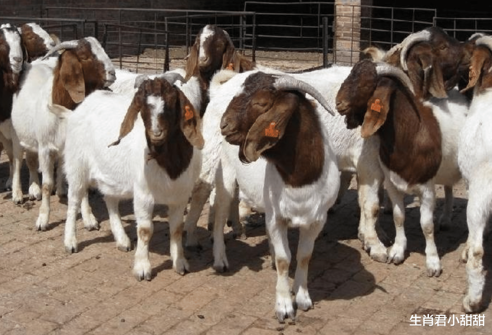 |挫折来袭也不会打倒属羊人，偶遇贵人得到帮助，时来运转前途光明