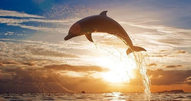 地球上已经灭绝50万年的生物,再度“复活”?给人类预示着什么?