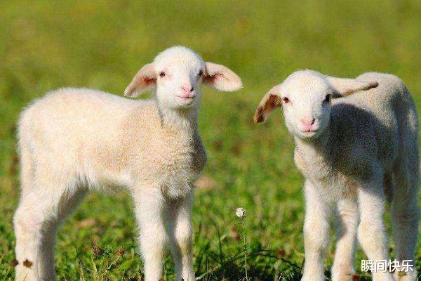 瞬间快乐 生肖兔与谁在一起会走好运？若和3生肖缔结良缘，事业兴旺，婚姻幸福