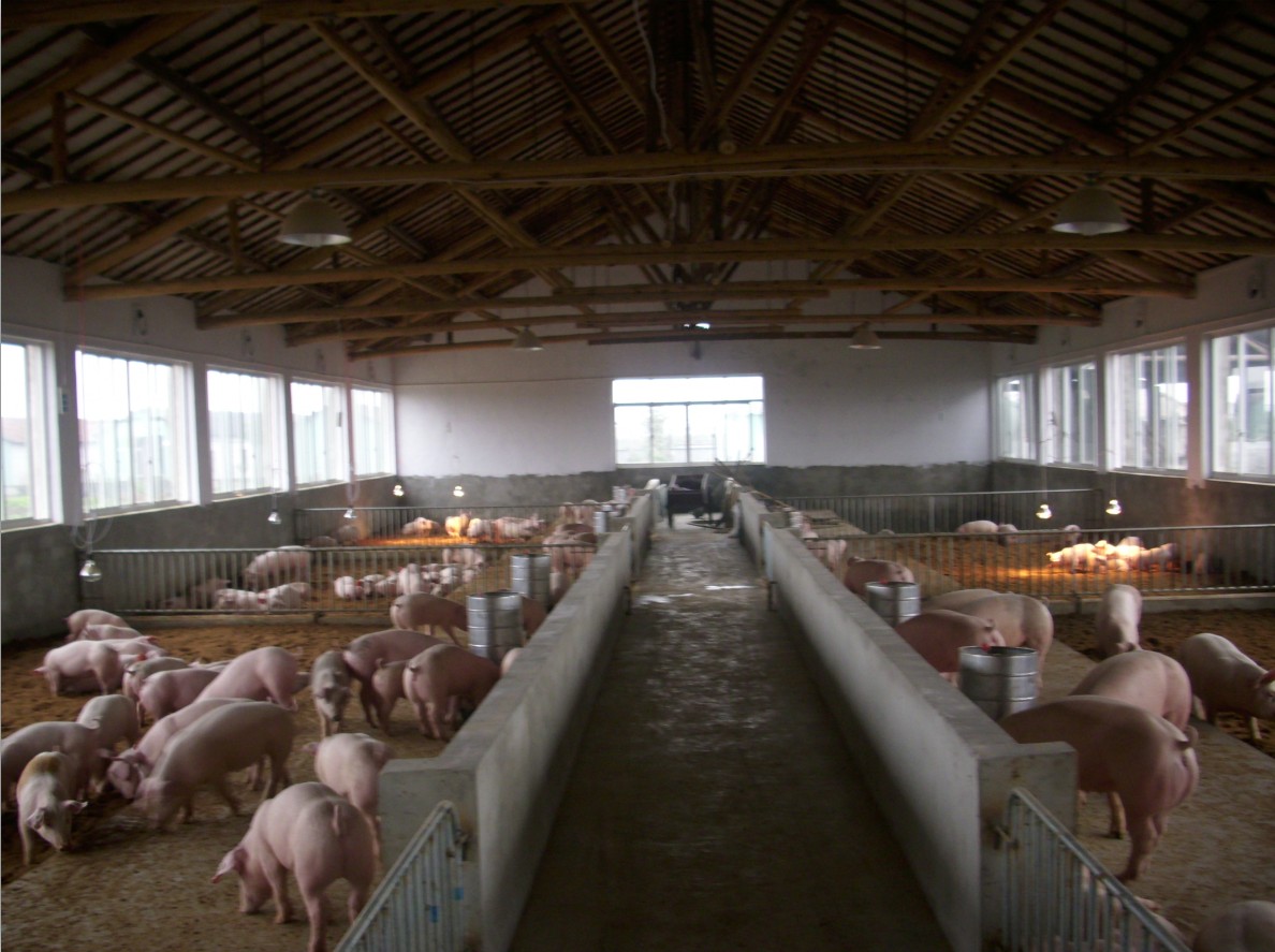 过期兽药毒性危害大,处理要慎重!