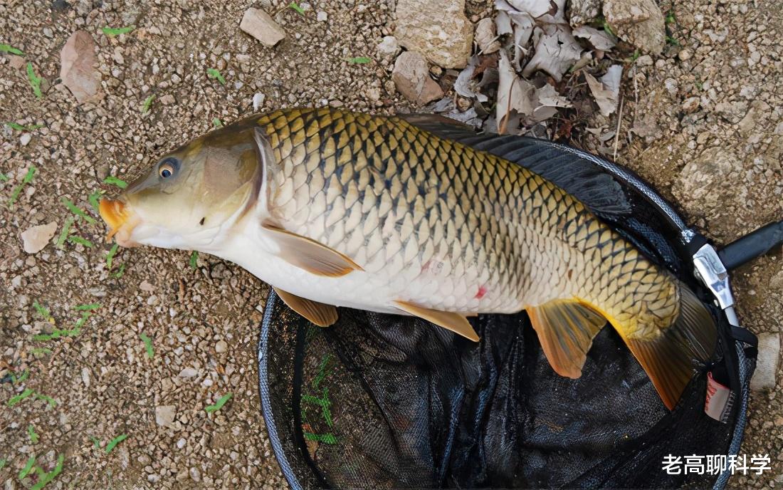蜂蜜|一场钓鱼人的“狂欢盛宴”，别掉队，给春季野钓鲤鱼“把把脉”