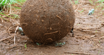 大象 触目惊心，不忍直视！9.3分顶流刷屏，对不起我夸不下嘴…
