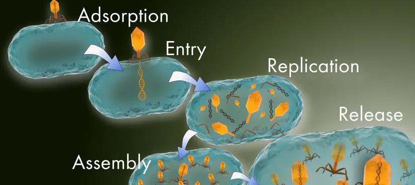 我们误读病毒了?为什么科学家说,病毒是大自然基因创新的动力?