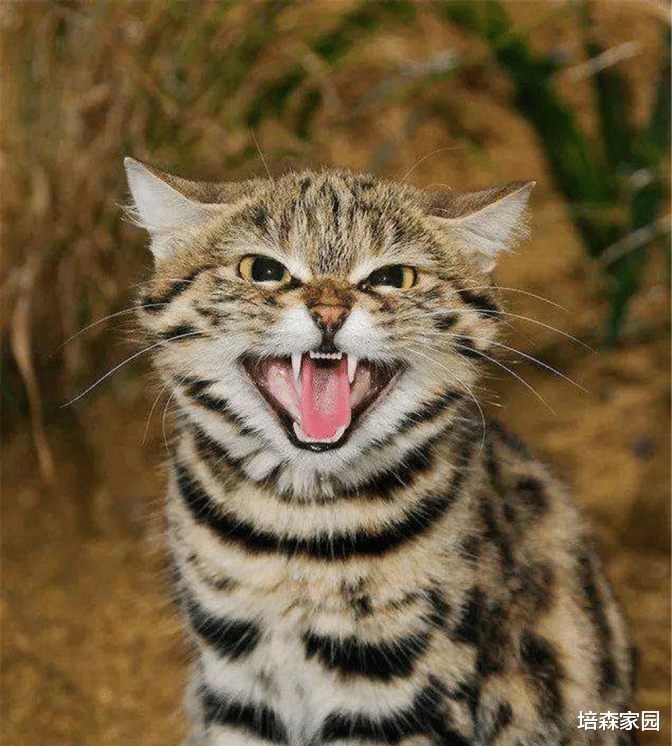 神舟十三号 动物界的高颜值萌兽