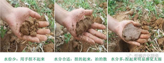 农圣教育:高级农艺师-作物根系生长三要素