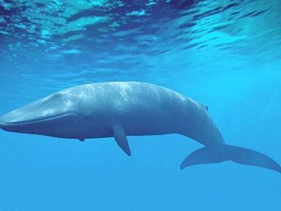 虎鲸 世界上10大海洋生物，蓝鲸只能排第2，第1名没想到是它！