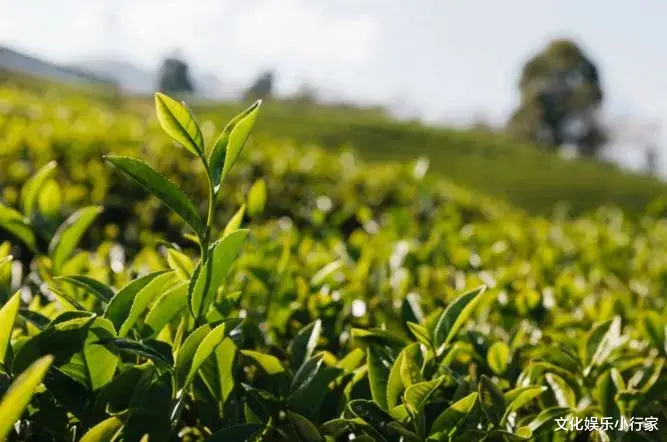 退休|惜命最好的方式，竟不是养生，惊醒无数人！