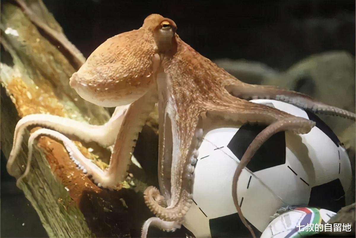 章鱼 为什么越来越多科学家认为，章鱼可能是外星生物？