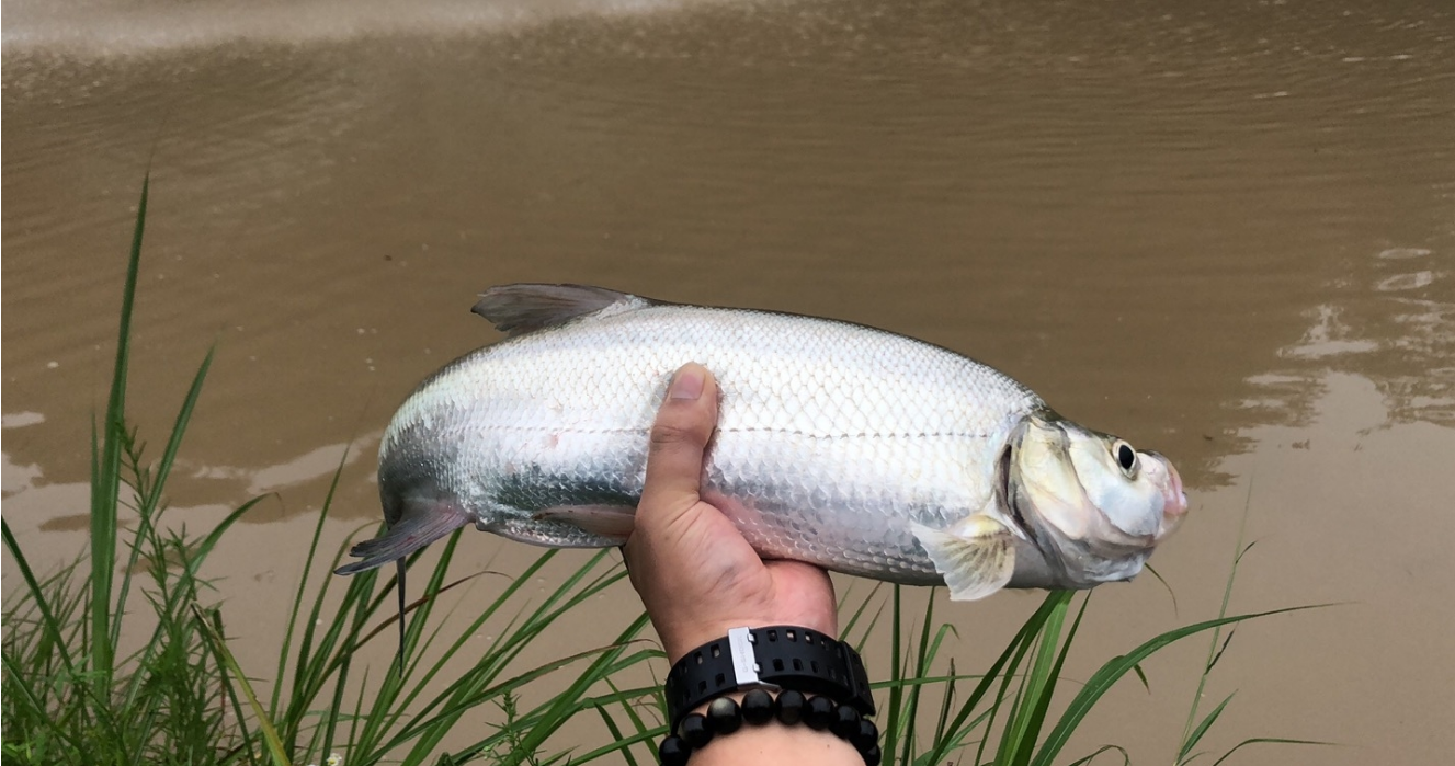黑鱼|入夏之后，作钓技巧从这7个方面来调整，不愁渔获不够多，莫不信