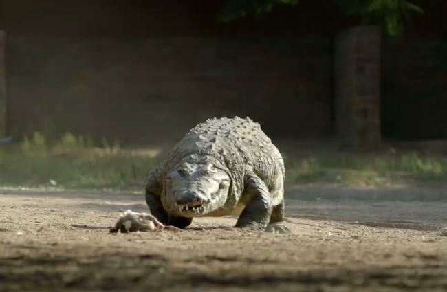 |鳄鱼和鲨鱼碰上谁会赢，这两种史诗级的巨兽相遇，会发生怎样的事