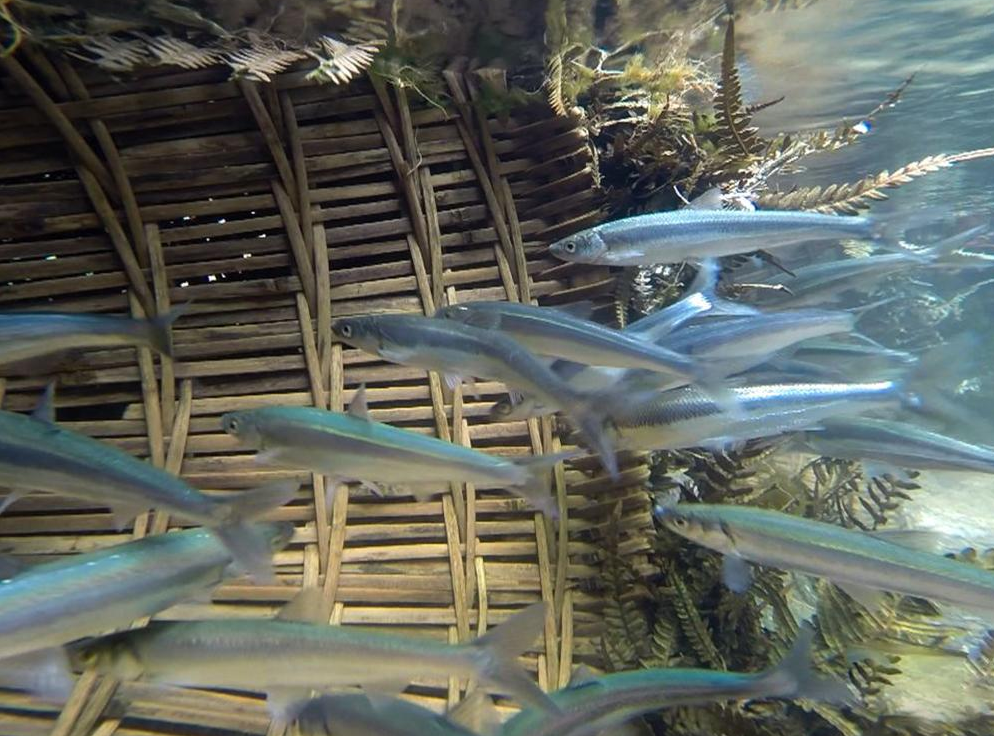饵料|钓鱼人的痛楚：白条太嚣张；坦然面对，用好这几招，钓白条也快乐