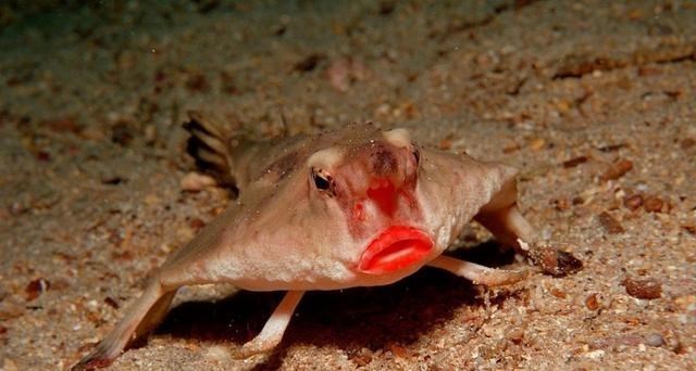 章鱼 章鱼会威胁到人类吗?种种迹象表明:它们的智商已经超乎人类想象