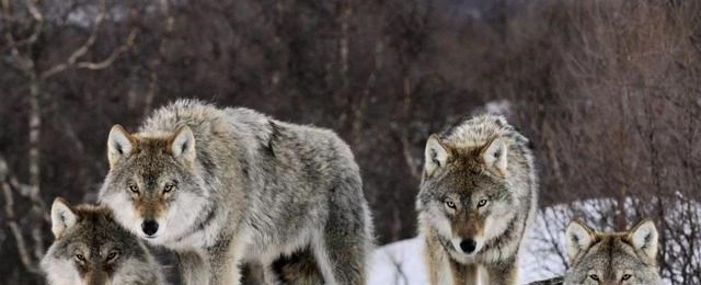 航天员 “一夫一妻”的动物，如果一方死了，它们能经受住交配的诱惑吗？