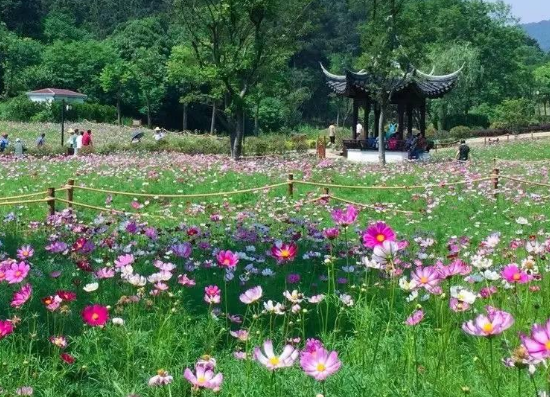 舜网 进入4月下旬,苦尽甘来,身体健康,升职加薪,桃花旺盛的生肖