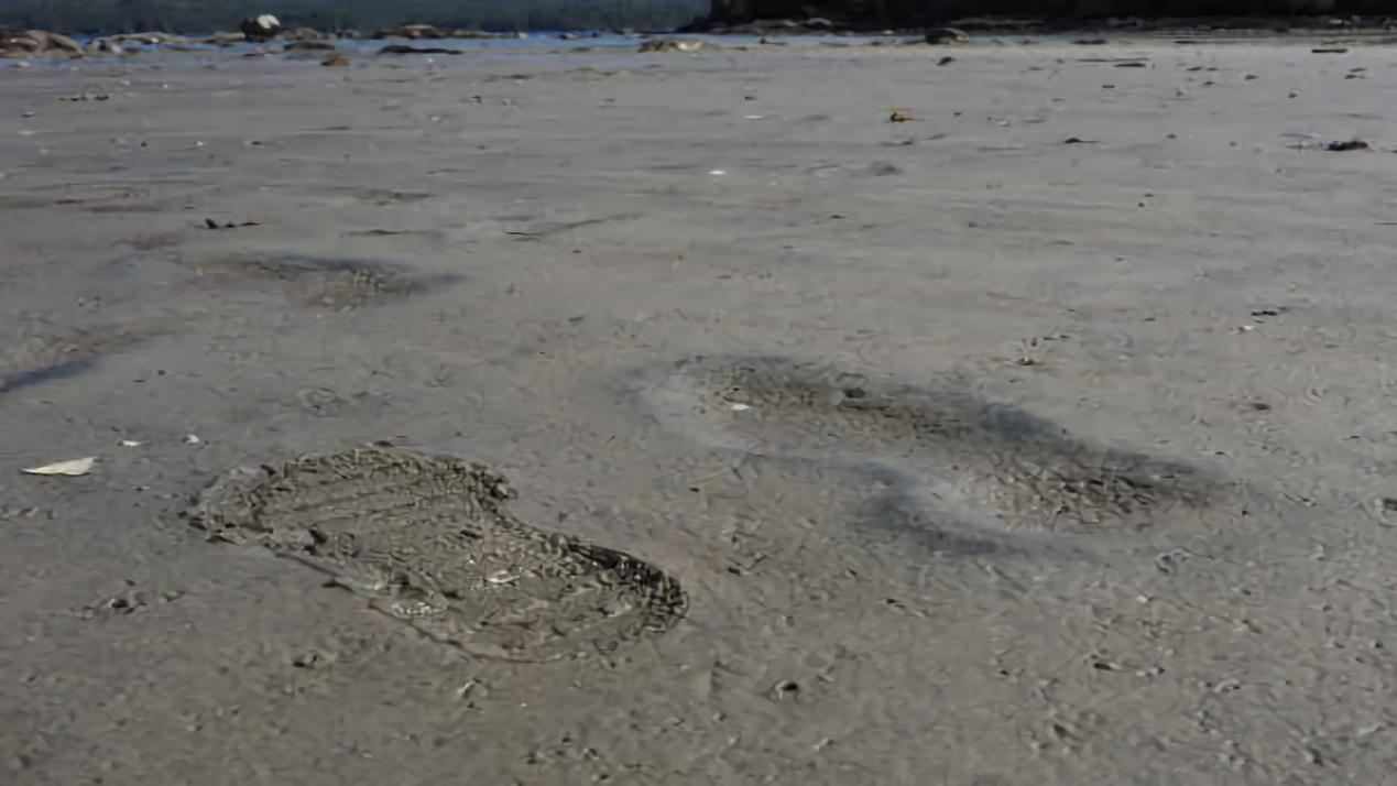 科学家 研究人员在北美洲发现了最古老的人类脚印，距今约有23000年