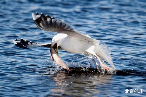 北京范儿 候鸟陆续返京，它们将在这几个地方\＂打尖儿\＂，周末出游不愁了