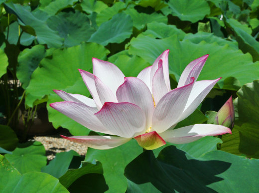星临天下|步入9月中旬，运势一片红火，4属相事业一顺百顺，日子美满幸福
