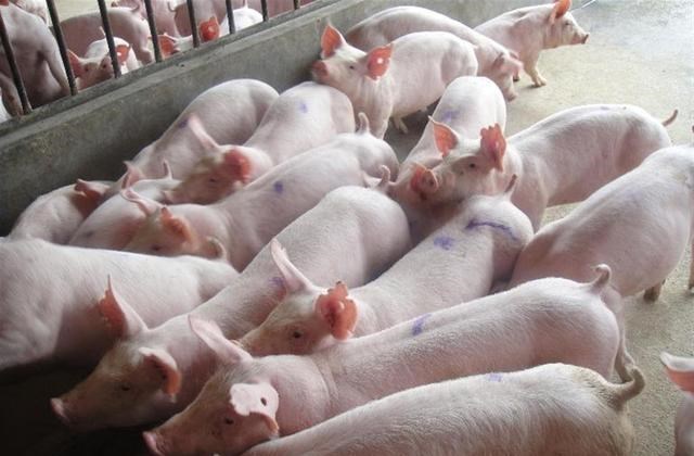 山西省 损失200万！山西一养猪场800头猪被淹仅2头存活 为何猪会被淹死？