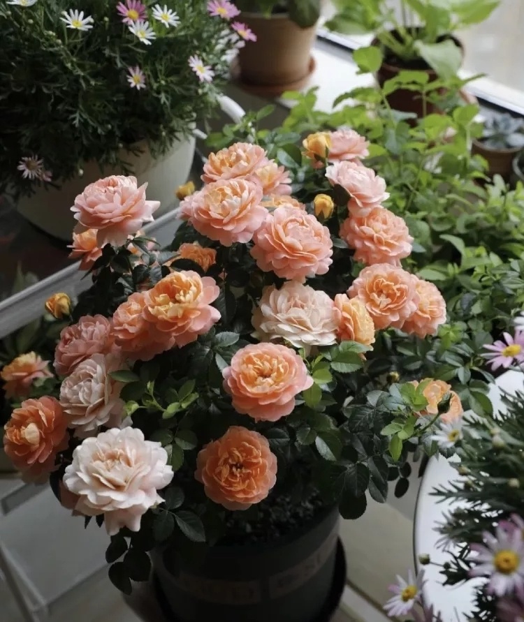 12㎡小阳台“造花园”,光照不足2小时的阳台,也能美成仙境!