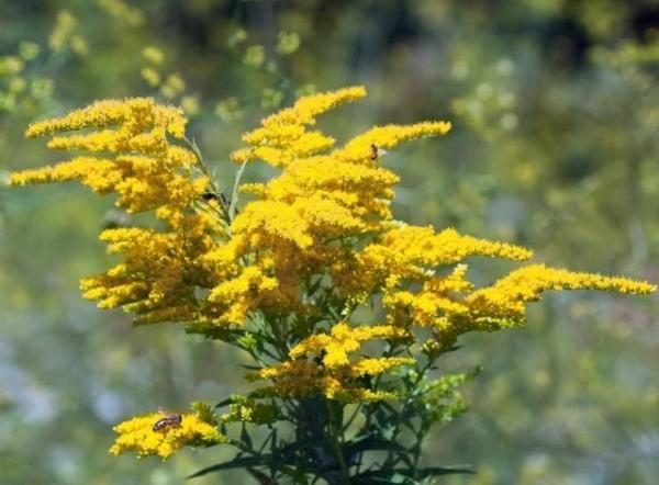 全国各地惊现“恶魔之花”，简直就是生态杀手，一旦发现赶快上报