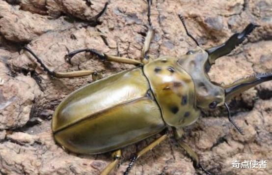 爱因斯坦 世界上最漂亮的昆虫，为何我国不让黄金鬼锹入关？来看看它多可怕