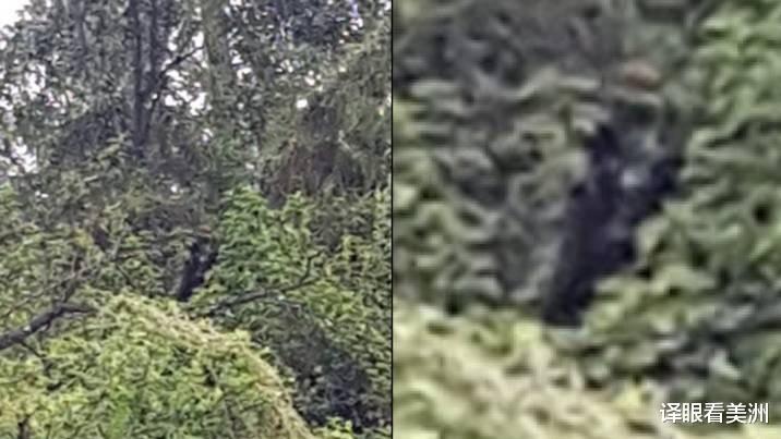 饵料|澳洲男子自称被恐怖的半人半狗生物跟踪，为免他人遇难必须广而告之