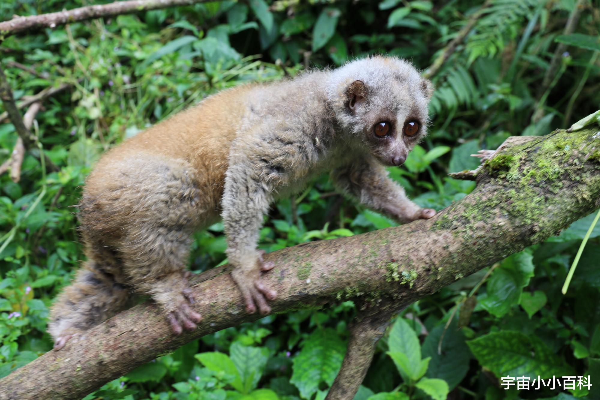 鬣羚 盘点5种非常“低调”的一级保护动物!