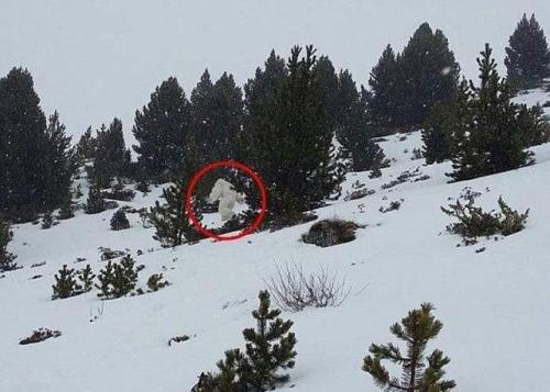 喜马拉雅山 喜马拉雅山雪怪之谜：所谓的雪人来自于三种熊科动物