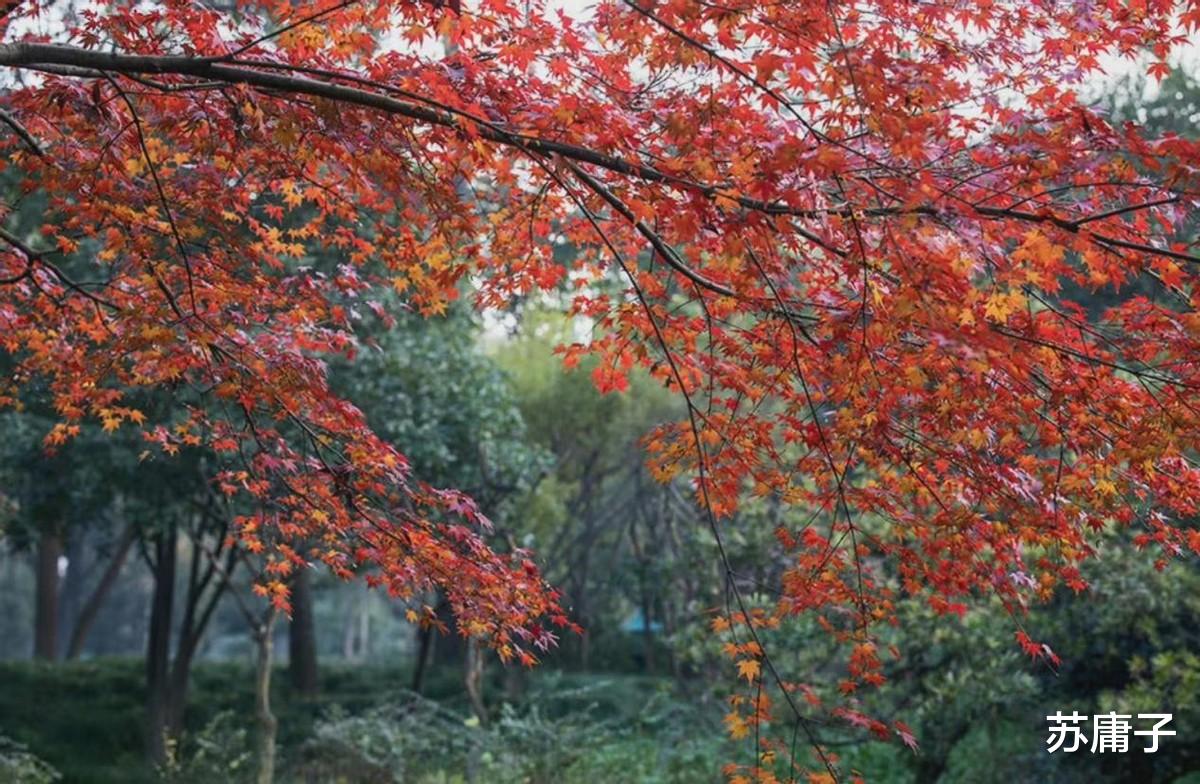 苏庸子 心理学：大格局的人，身上会有这4个特点