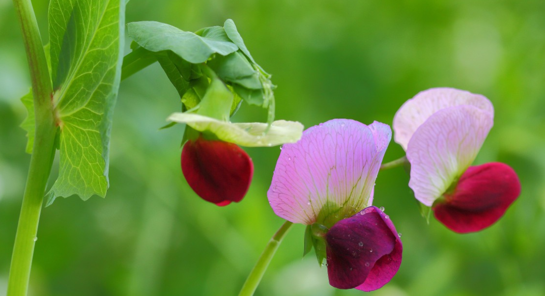 生肖|6月中旬，一意孤行，执念旧情人，3生肖用情专一，不偏不倚，深爱到底
