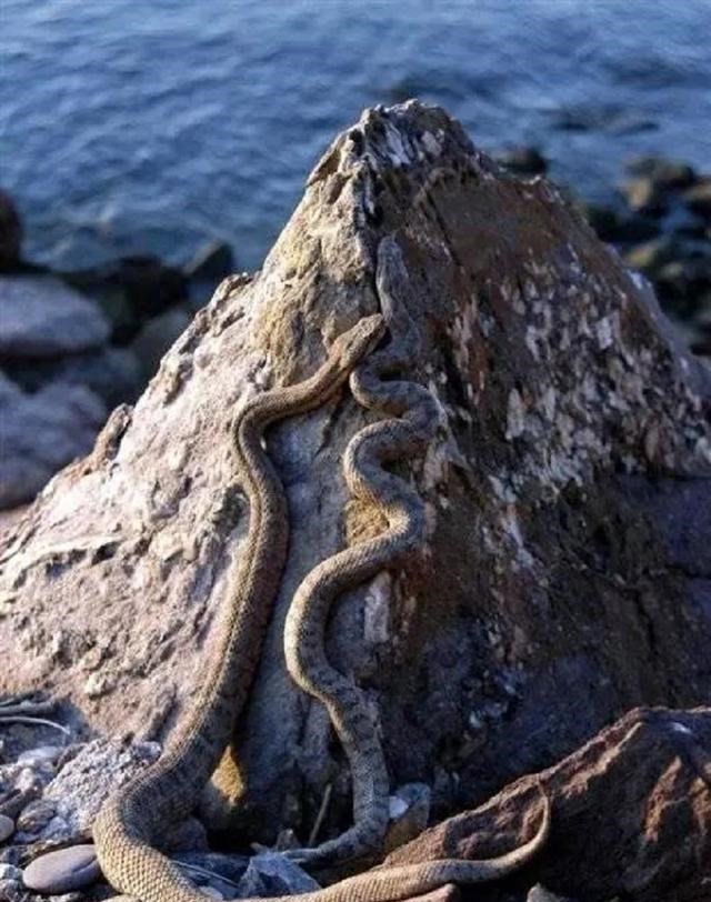 蝮蛇 大连蛇岛为何有那么多毒蛇？1平方多公里，隐藏近2万条毒蛇