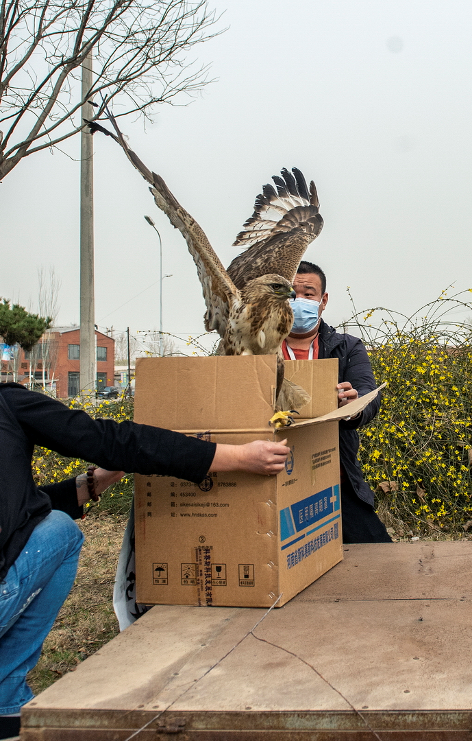 燕赵都市报 16日石家庄林业局放飞一批救护成功的野生动物 遇有受伤的野生动物可以拨打电话87055559