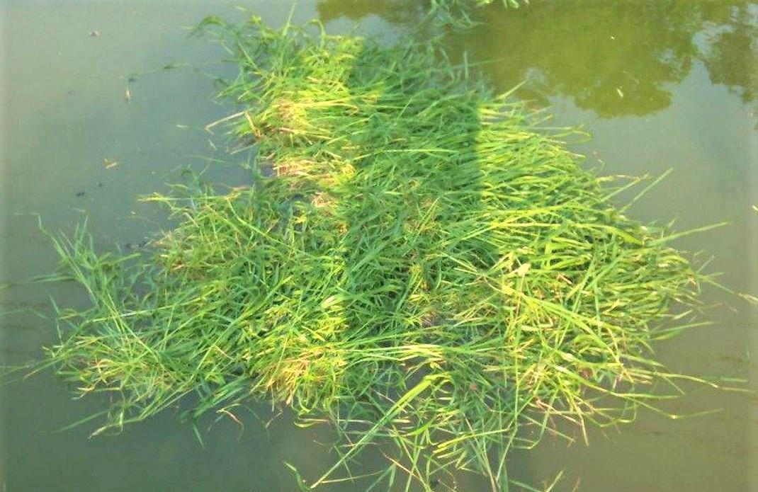 饵料|夏天野钓草鱼常空军？试试这5种钓法，钓鱼新手也爆护