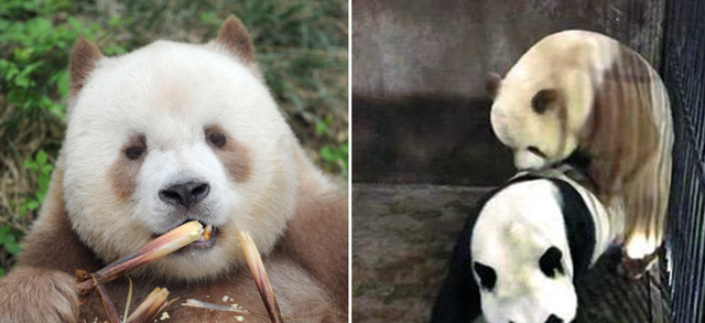 化石 你见过会躲雨的火烈鸟吗？12张科普趣图，让你“大开眼界”！