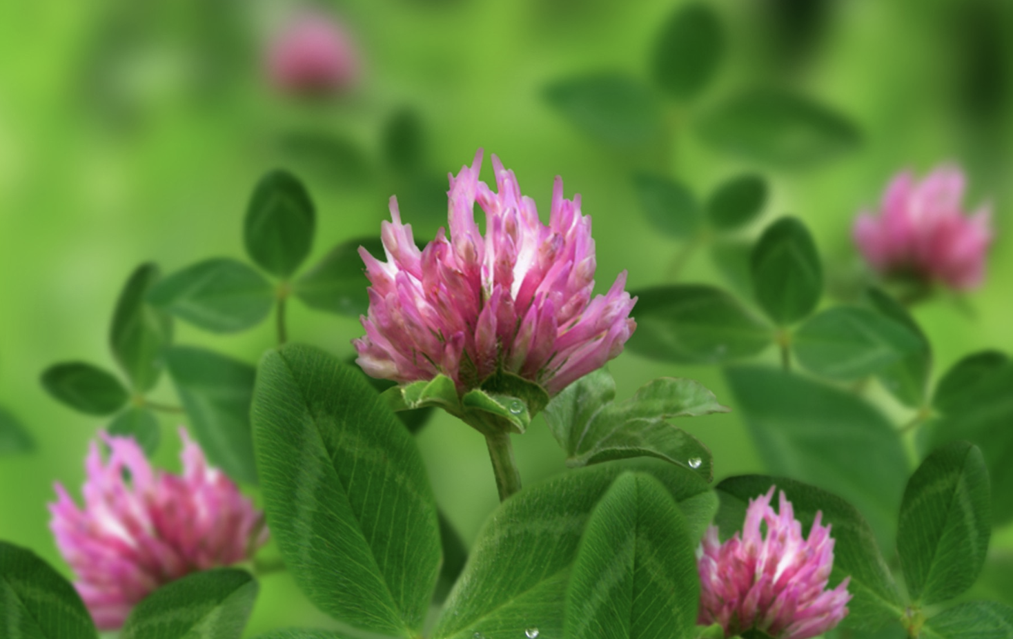 生肖|9月上旬，贵人青睐，财运亨通，3大生肖事业顺起来，生活富起来