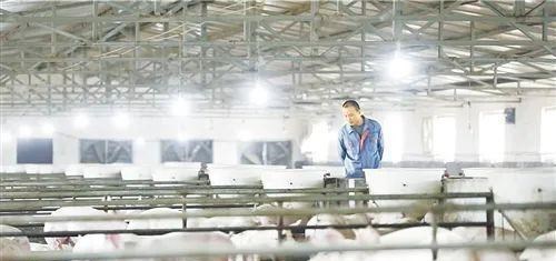 新希望 业绩大降91%，市值蒸发1196亿！新希望养猪究竟亏哪儿了？