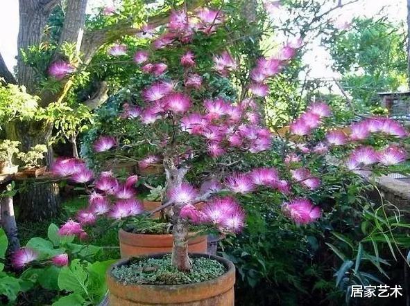 居家艺术|家种合欢，阖家欢乐幸福美满