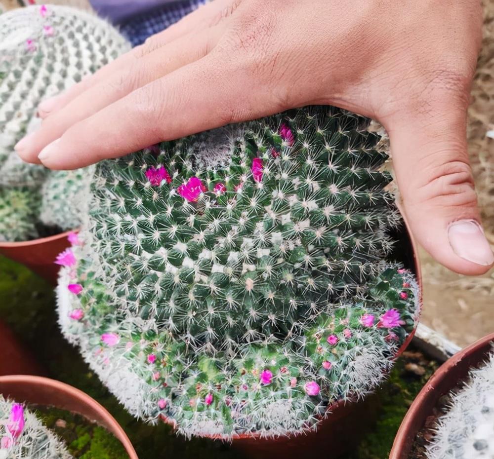 京跃伟哥|进入9月,3种花要种起来了,早种早生长,来年开春就开花!