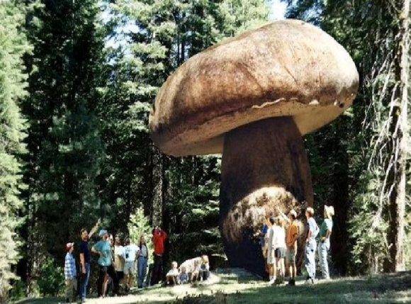 大象|地球上最大的蘑菇：活了2800年，占地10平方公里，重达1000多吨