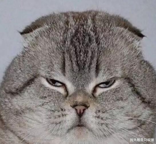 |钓鱼遇到猫霸索要保护费，猫咪捞不到好处，秒露凶狠表情