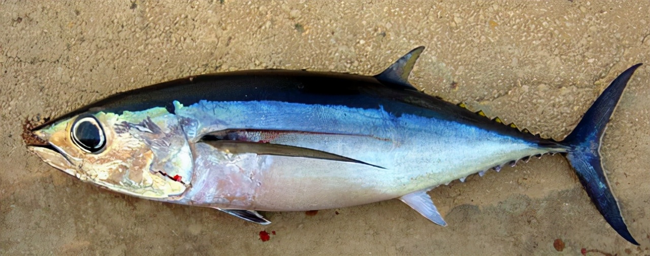 基因疗法 最新《世界濒危物种红色名录》发布，超过3.8万物种面临灭绝！