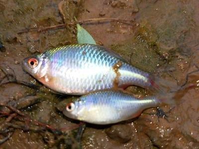 Google|让钓鱼人最头疼的几种鱼，你碰到过几种？