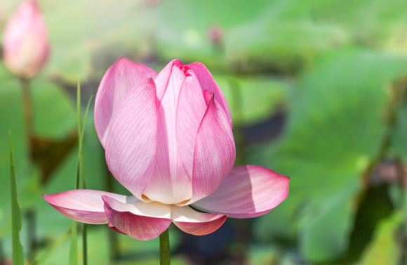 属鼠|6月20号开始，4属相接财纳福，横财不断，芝麻开花节节高