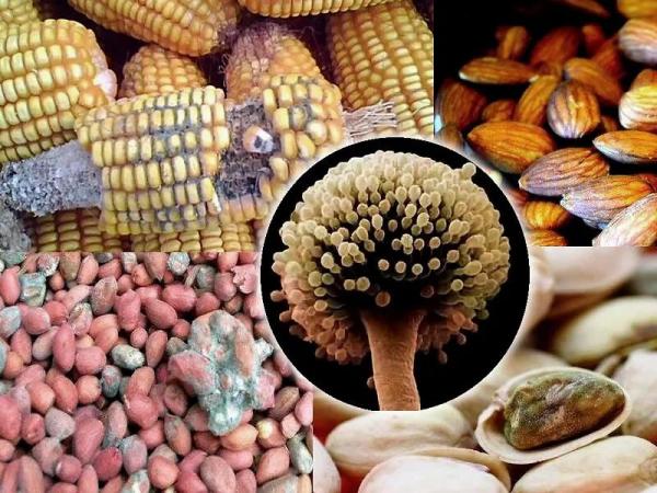 微生物|食品微生物检测