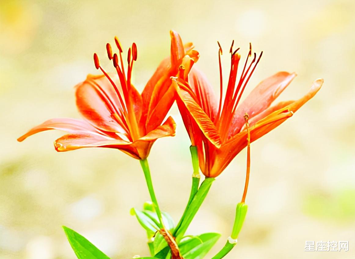 摩羯座|哪几个月份出生的人，在职场中低调努力，迟早能出人头地！