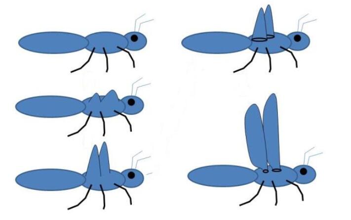 昆虫 昆虫的翅膀从何而来？这是个生物进化的谜团，也让进化论遭到挑战