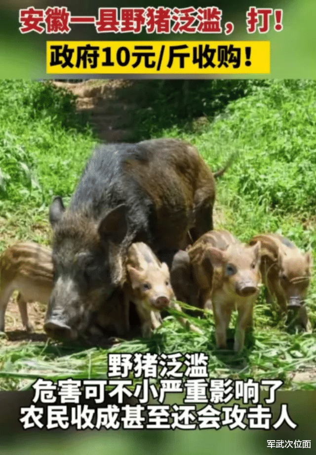 蔡文泉|在中国考持枪证,去山里打野猪月入5万?到底是真是假?